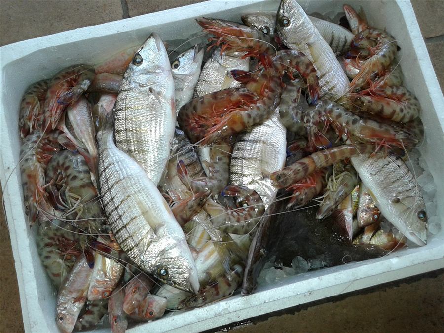The day's catch — fresh shrimp and fish on ice